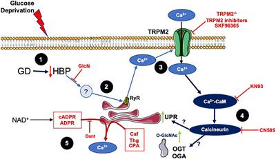 The Identification of a Novel Calcium-Dependent Link Between NAD+ and Glucose Deprivation-Induced Increases in Protein O-GlcNAcylation and ER Stress